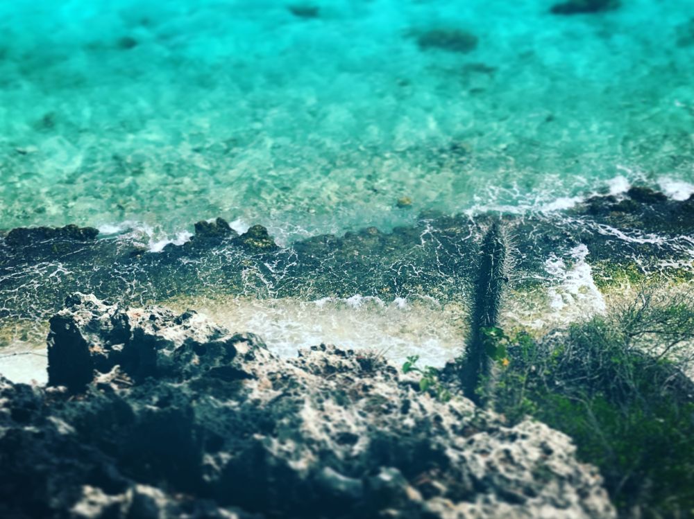 bonaire,bonaire sint,bonaire sint eustatius,bonaire sint eustatius und,bonaire sint eustatius und saba,sint,sint eustatius,sint eustatius und,sint eustatius und saba,eustatius,eustatius und,eustatius und saba,und,und saba,saba