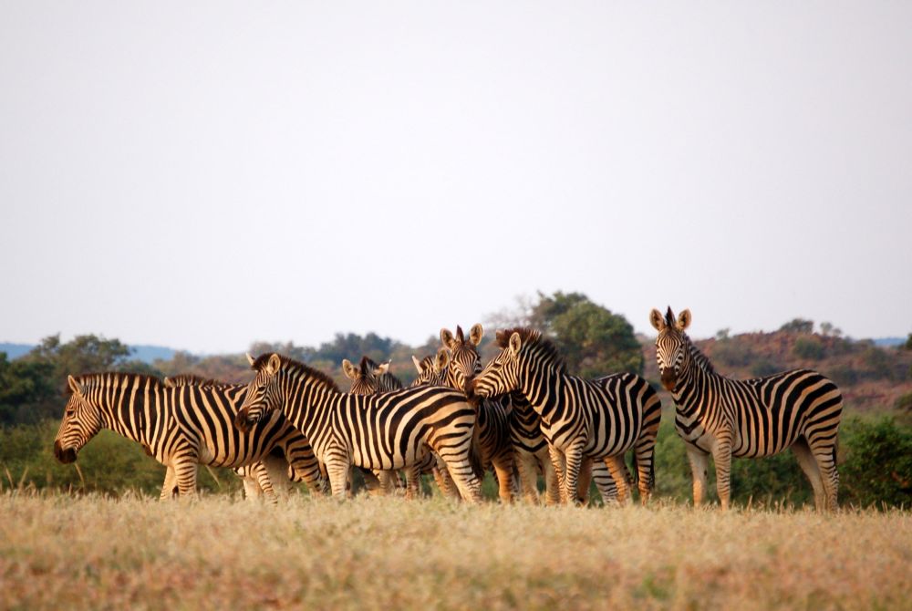 botswana