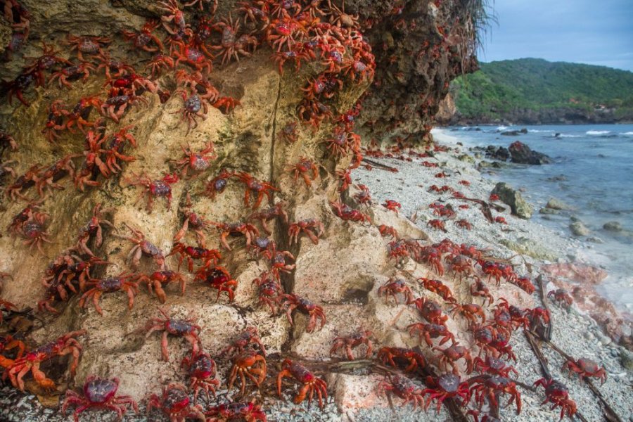 christmas,christmas island,island